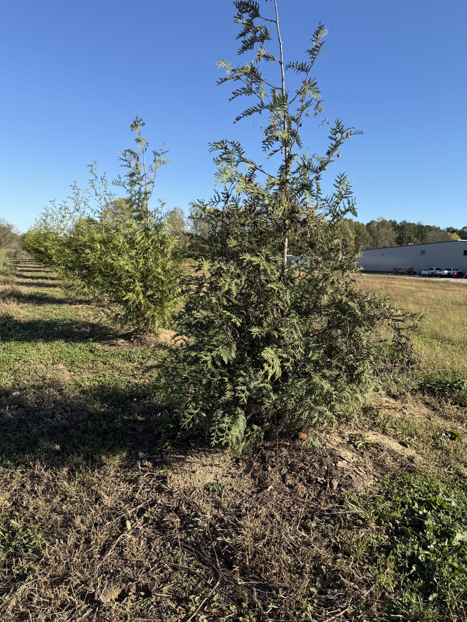 Introducing Our Non-Invasive Tree Line! – American Buffalo Metals